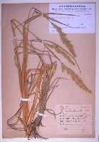 藏品(芒稷)的圖片